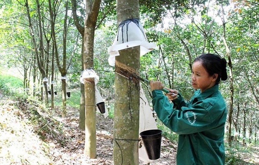 Vietnam Ranks Third In The World In Terms Of Rubber Export Value Vietnam Ranks Third In The World In Terms Of Rubber Export Value
