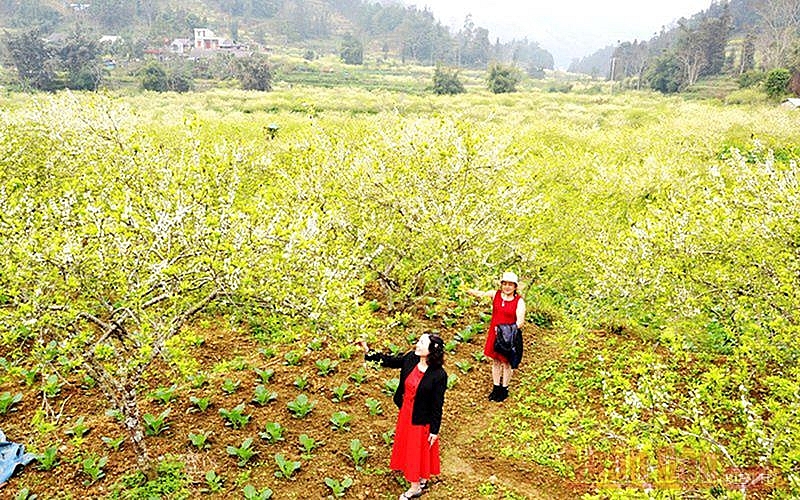 Plum blossoms season in Bac Ha white plateau Plum blossoms season in Bac Ha white plateau