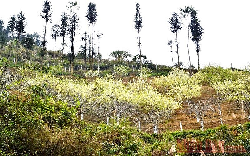 Plum blossoms season in Bac Ha white plateau Plum blossoms season in Bac Ha white plateau