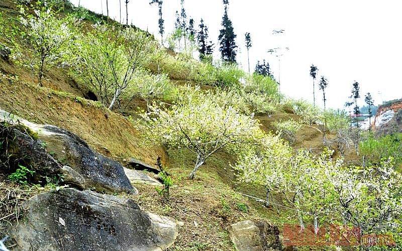 Plum blossoms season in Bac Ha white plateau Plum blossoms season in Bac Ha white plateau