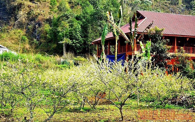 Plum blossoms season in Bac Ha white plateau Plum blossoms season in Bac Ha white plateau