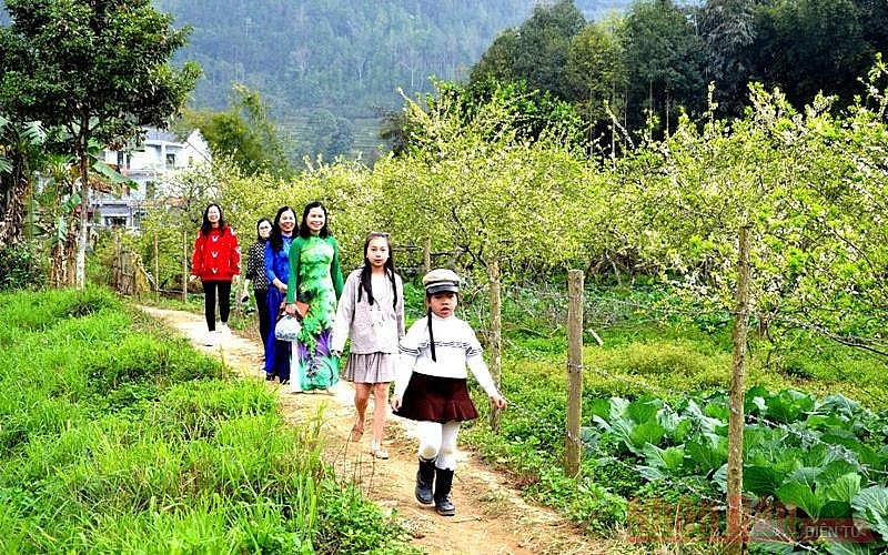 Plum blossoms season in Bac Ha white plateau Plum blossoms season in Bac Ha white plateau