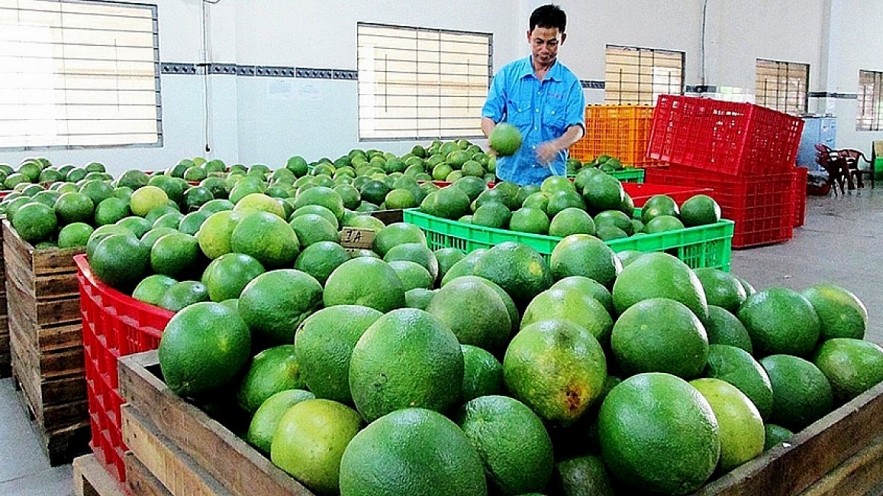 Vietnam's Bright Prospect For Fruit And Vegetable Export To US Vietnam's Bright Prospect For Fruit And Vegetable Export To US