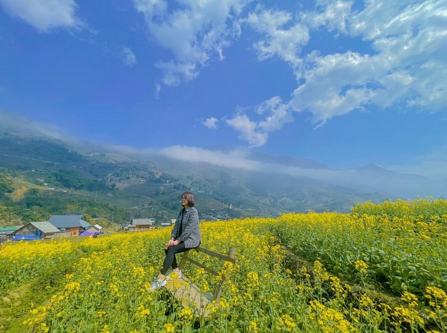 Blooming Yellow Canola Flowers In Sapa Enthral Visitors. Photo: petrotimes.vn. Blooming Yellow Canola Flowers In Sapa Enthral Visitors. Photo: petrotimes.vn.