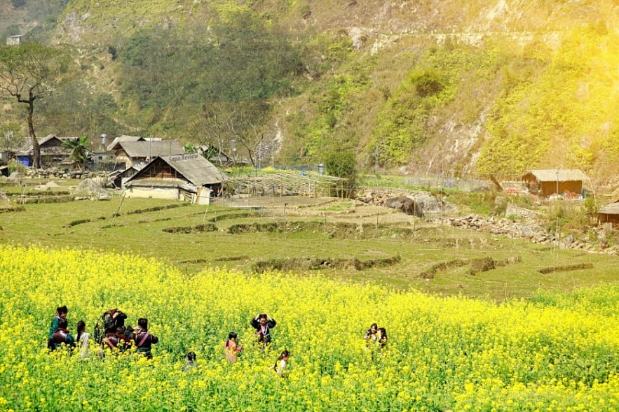 Blooming Yellow Canola Flowers In Sapa Enthral Visitors. Photo: petrotimes.vn. Blooming Yellow Canola Flowers In Sapa Enthral Visitors. Photo: petrotimes.vn.