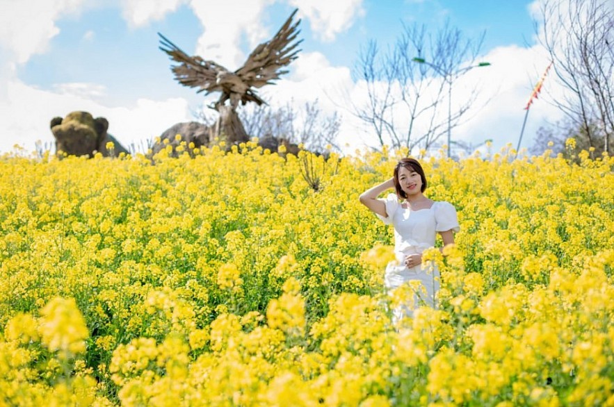 Blooming Yellow Canola Flowers In Sapa Enthral Visitors. Photo: petrotimes.vn. Blooming Yellow Canola Flowers In Sapa Enthral Visitors. Photo: petrotimes.vn.