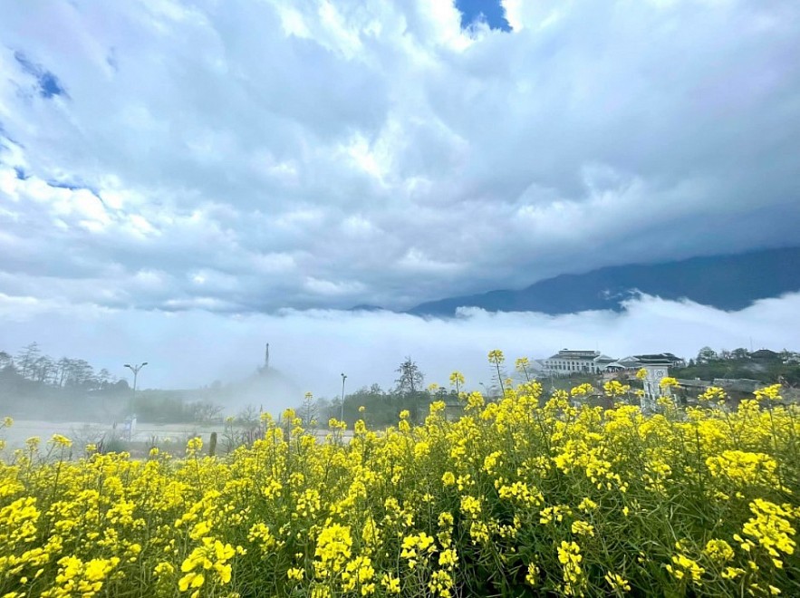 Blooming Yellow Canola Flowers In Sapa Enthral Visitors. Photo: petrotimes.vn. Blooming Yellow Canola Flowers In Sapa Enthral Visitors. Photo: petrotimes.vn.