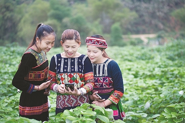 New crop to benefit ethnic minority woman and keep families together New crop to benefit ethnic minority woman and keep families together