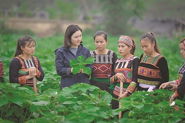 New crop to benefit ethnic minority woman and keep families together New crop to benefit ethnic minority woman and keep families together
