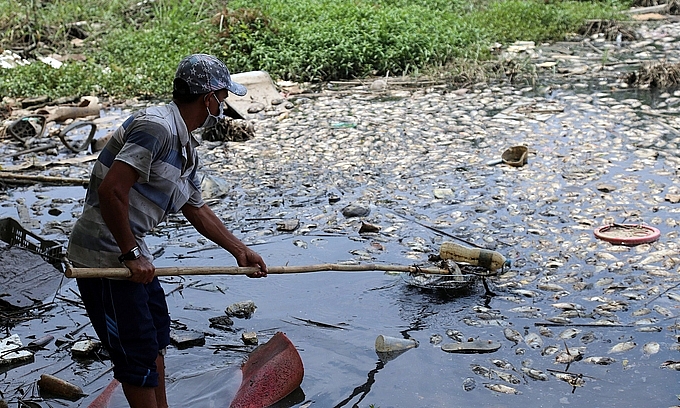 A man retrieves swathes of dead fish in a lake in Binh Tan District, HCMC. Photo by VnExpress/Dinh Van. A man retrieves swathes of dead fish in a lake in Binh Tan District, HCMC. Photo by VnExpress/Dinh Van.