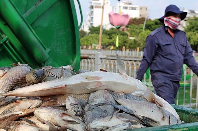 Dead fish collected from the Nhieu Loc - Thi Nghe Canal in the afternoon May 17, 2016. Photos: Duc TIen/Thanh Nien Dead fish collected from the Nhieu Loc - Thi Nghe Canal in the afternoon May 17, 2016. Photos: Duc TIen/Thanh Nien