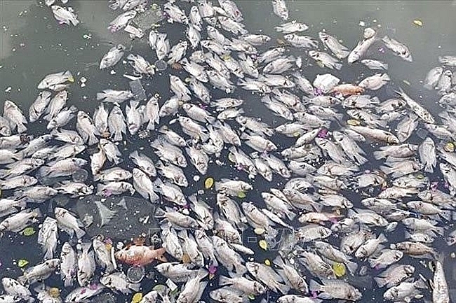 Dead fish seen floating in the Nhieu Loc-Thi Nghe Canal in HCMC after non-seasonal rain – PHOTO: VNA Dead fish seen floating in the Nhieu Loc-Thi Nghe Canal in HCMC after non-seasonal rain – PHOTO: VNA