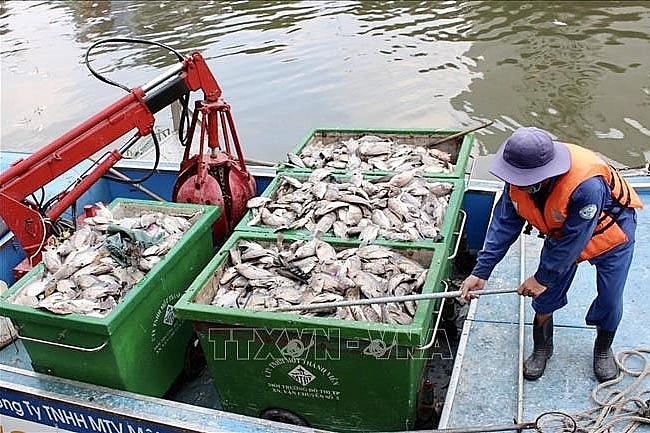 The dead fish collected – PHOTO: VNA The dead fish collected – PHOTO: VNA