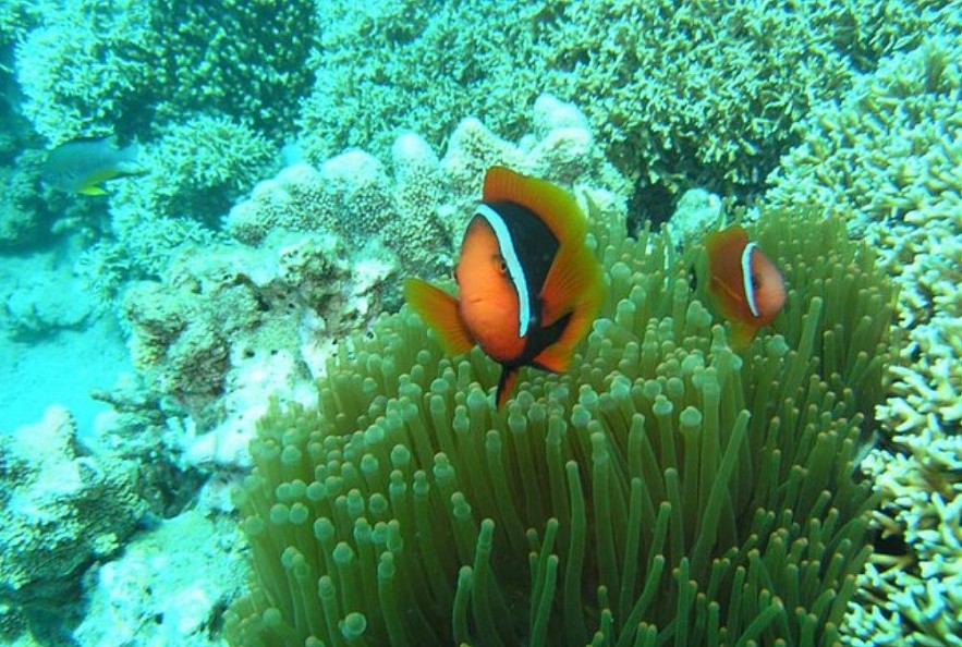 Ninh Thuan Receives UNESCO Certificate For Biosphere Reserve Ninh Thuan Receives UNESCO Certificate For Biosphere Reserve