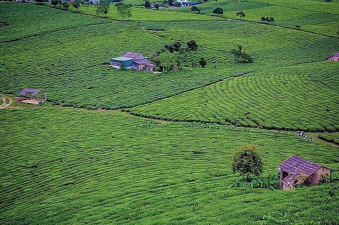 Exploring Moc Chau with unforgettable experience in a wonderful day trip Exploring Moc Chau with unforgettable experience in a wonderful day trip