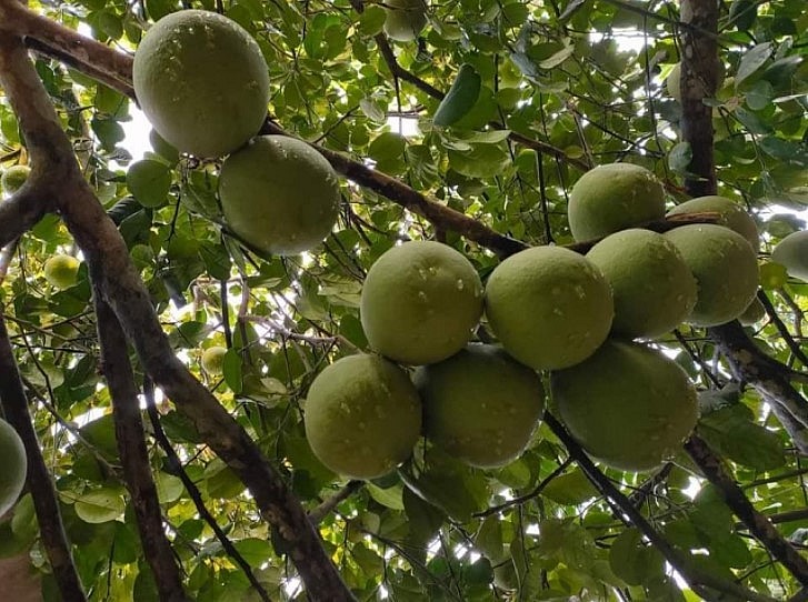 Thanh Tra Pomelo: A Distinctive Taste Of Hue's Symbol Thanh Tra Pomelo: A Distinctive Taste Of Hue's Symbol
