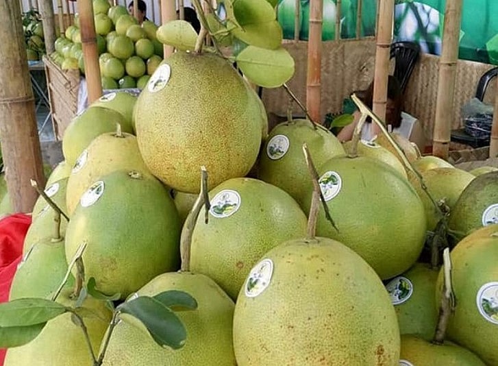 Thanh Tra Pomelo: A Distinctive Taste Of Hue's Symbol Thanh Tra Pomelo: A Distinctive Taste Of Hue's Symbol