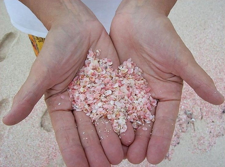 Exploring The Most Gorgeous Pink Sand Beach In The World Exploring The Most Gorgeous Pink Sand Beach In The World