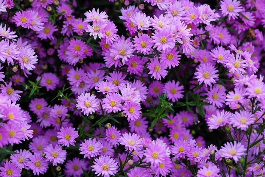 Crowd happily photographing Da Nang's first aster amellus garden Crowd happily photographing Da Nang's first aster amellus garden