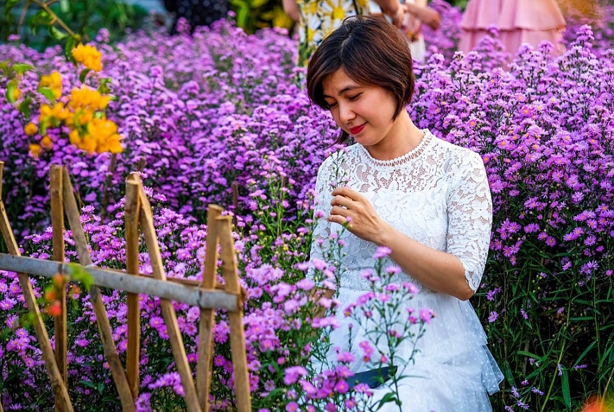 Crowd happily photographing Da Nang's first aster amellus garden Crowd happily photographing Da Nang's first aster amellus garden