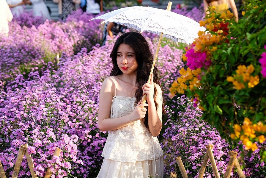 Crowd happily photographing Da Nang's first aster amellus garden Crowd happily photographing Da Nang's first aster amellus garden