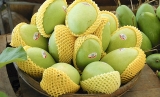 ກຳ​ປູ​ເຈຍ​ ແລະ ຫວຽດ​ນາມ ຍາກ​ທີ່​ຈະ​ຮັກ​ສາ​ໄດ້​ການ​ສົ່ງ​ອອກ​ຜັກ​ໝາກ​ໄມ້​ໄປ​ຍັງ​ຈີນ