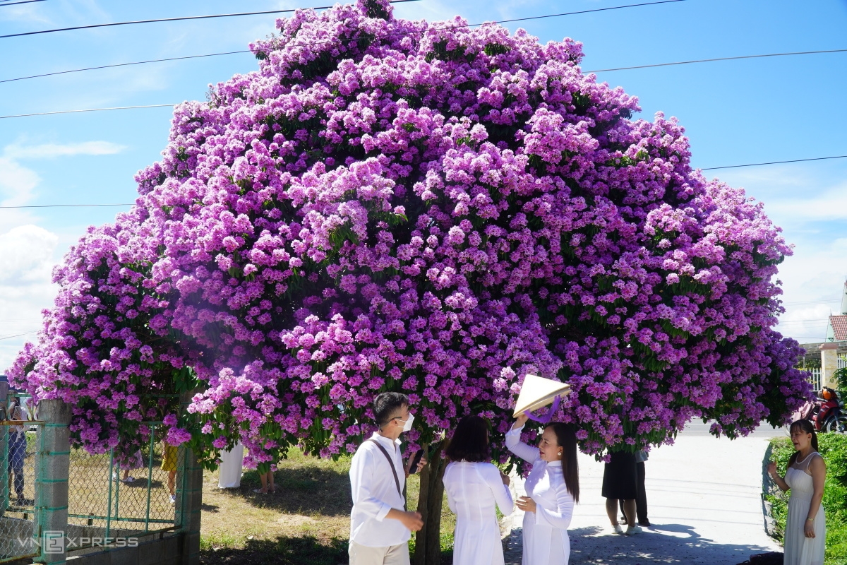 ຕົ້ນກົກເປືອຍ (Lagerstroemia) ດຶງດູດແຂກທ່ອງທ່ຽວຢູ່ແຂວງ ບິ່ງທ້ວນ