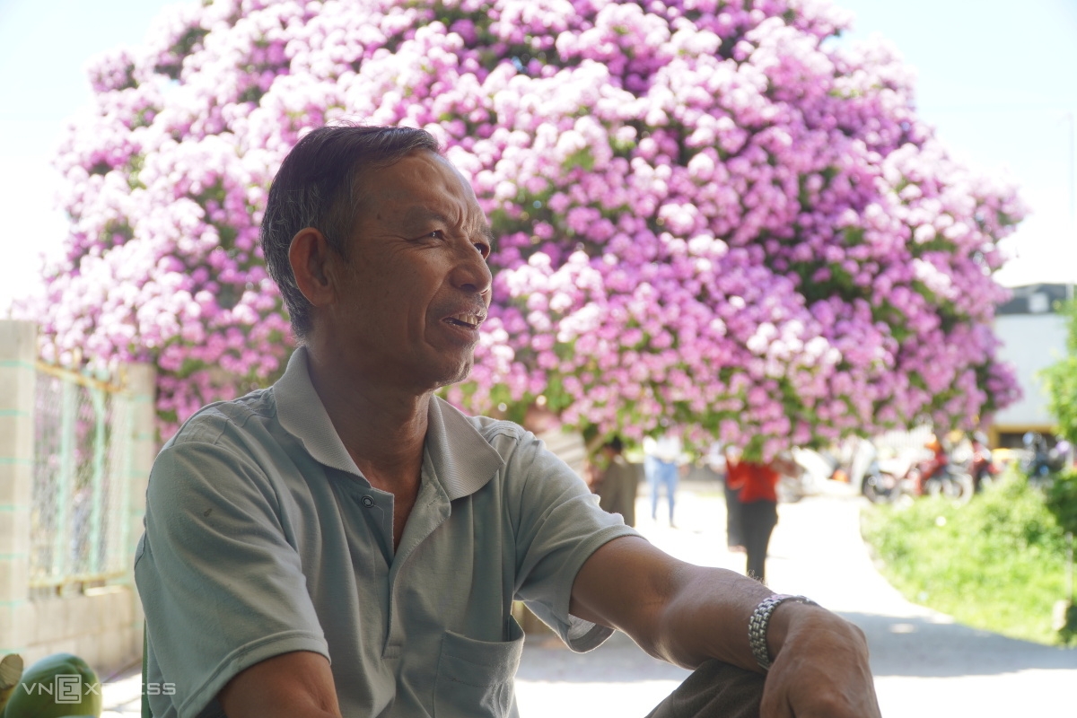 ຕົ້ນກົກເປືອຍ (Lagerstroemia) ດຶງດູດແຂກທ່ອງທ່ຽວຢູ່ແຂວງ ບິ່ງທ້ວນ