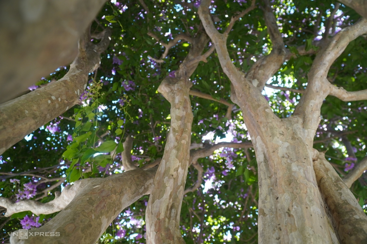 ຕົ້ນກົກເປືອຍ (Lagerstroemia) ດຶງດູດແຂກທ່ອງທ່ຽວຢູ່ແຂວງ ບິ່ງທ້ວນ