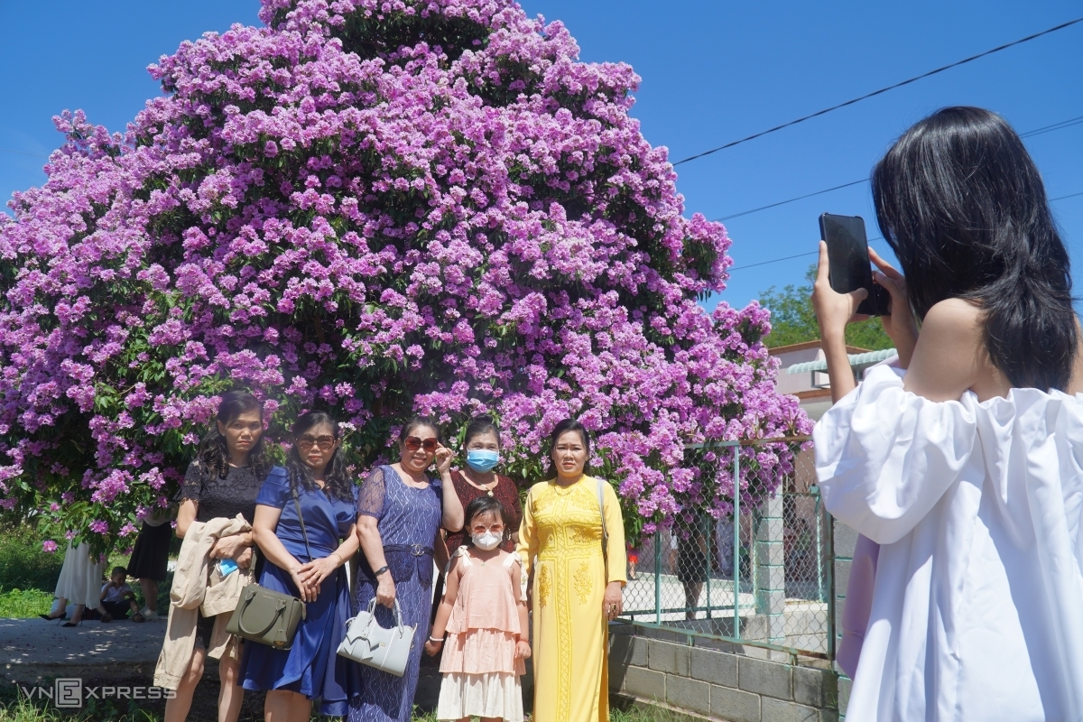 ຕົ້ນກົກເປືອຍ (Lagerstroemia) ດຶງດູດແຂກທ່ອງທ່ຽວຢູ່ແຂວງ ບິ່ງທ້ວນ