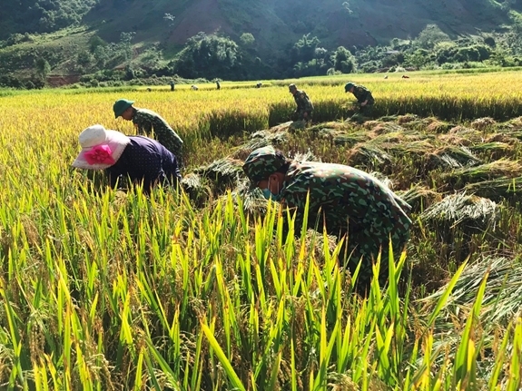 ເຕັ​ມໄປ​ດ້ວຍ​ນ້ຳ​ໃຈ​ທະ​ຫານ​ປະ​ຊາ​ຊົນ​ໃນ​ລະ​ດູ​ເກັບ​ກ່ຽວ