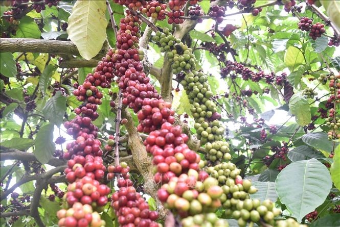 ລິເລີ່ມໂຄງການປັບປຸງຄວາມຍືນຍົງ ແລະ ມູນຄ່າຂອງຕົ້ນກາເຟ ແລະ ໝາກພິກໄທ