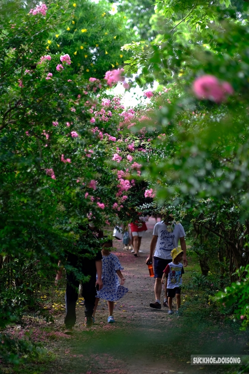 ຫຼົງໄຫຼກັບເສັ້ນທາງທີ່ເຕັມໄປດ້ວຍສີບົວຂອງດອກເຕື່ອງວີ ທີ່ໂຣມານຕິກ ຄືຢູ່ໃນສວນແຫ່ງເທບນິຍາຍ ຫຼົງໄຫຼກັບເສັ້ນທາງທີ່ເຕັມໄປດ້ວຍສີບົວຂອງດອກເຕື່ອງວີ ທີ່ໂຣມານຕິກ ຄືຢູ່ໃນສວນແຫ່ງເທບນິຍາຍ