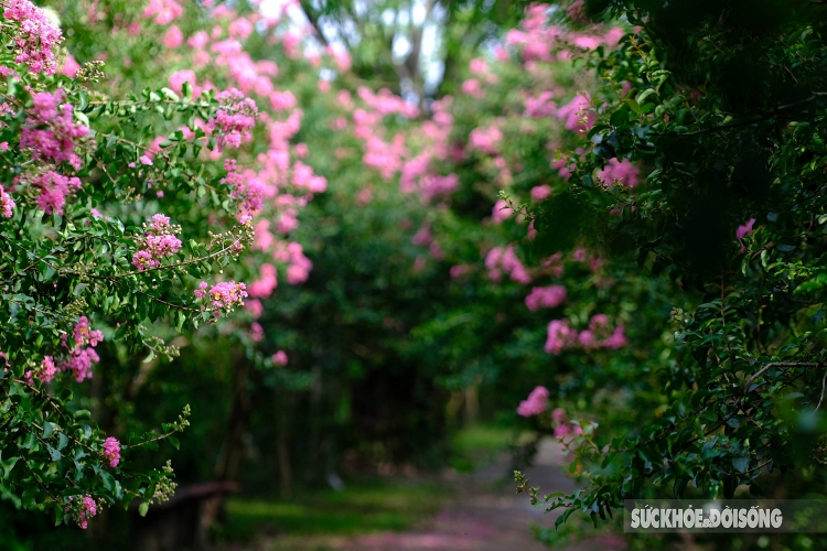 ຫຼົງໄຫຼກັບເສັ້ນທາງທີ່ເຕັມໄປດ້ວຍສີບົວຂອງດອກເຕື່ອງວີ ທີ່ໂຣມານຕິກ ຄືຢູ່ໃນສວນແຫ່ງເທບນິຍາຍ ຫຼົງໄຫຼກັບເສັ້ນທາງທີ່ເຕັມໄປດ້ວຍສີບົວຂອງດອກເຕື່ອງວີ ທີ່ໂຣມານຕິກ ຄືຢູ່ໃນສວນແຫ່ງເທບນິຍາຍ