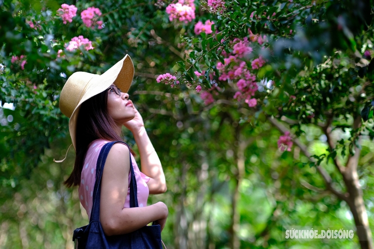ຫຼົງໄຫຼກັບເສັ້ນທາງທີ່ເຕັມໄປດ້ວຍສີບົວຂອງດອກເຕື່ອງວີ ທີ່ໂຣມານຕິກ ຄືຢູ່ໃນສວນແຫ່ງເທບນິຍາຍ ຫຼົງໄຫຼກັບເສັ້ນທາງທີ່ເຕັມໄປດ້ວຍສີບົວຂອງດອກເຕື່ອງວີ ທີ່ໂຣມານຕິກ ຄືຢູ່ໃນສວນແຫ່ງເທບນິຍາຍ