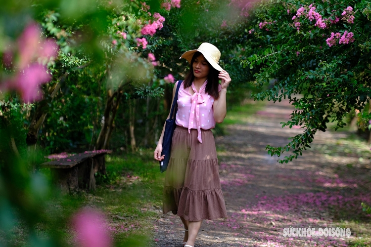 ຫຼົງໄຫຼກັບເສັ້ນທາງທີ່ເຕັມໄປດ້ວຍສີບົວຂອງດອກເຕື່ອງວີ ທີ່ໂຣມານຕິກ ຄືຢູ່ໃນສວນແຫ່ງເທບນິຍາຍ ຫຼົງໄຫຼກັບເສັ້ນທາງທີ່ເຕັມໄປດ້ວຍສີບົວຂອງດອກເຕື່ອງວີ ທີ່ໂຣມານຕິກ ຄືຢູ່ໃນສວນແຫ່ງເທບນິຍາຍ