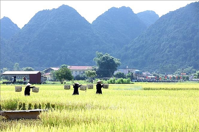 ສີເຫຼືອງອາລ່າມຢູ່ເຂດຮ່ອມພູບັກເຊີນ