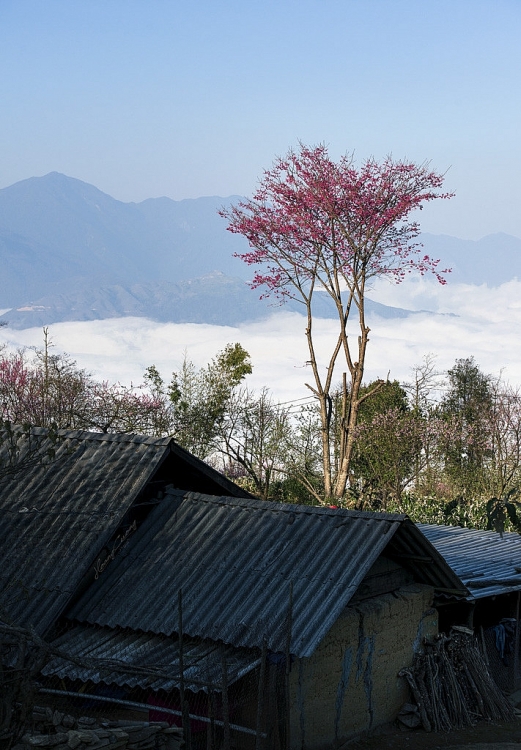ຮັບ​ຊົມ​ຄວາມ​ງາມ​ຂອງດອກ​ໝັ້ນເຖື່ອນ​ ປົກ​ຄຸມ​ທົ່ວ​ເຂດ​ພູ​ຜາ​ປ່າ​ໄມ້​ ໄຕ​ບັກ