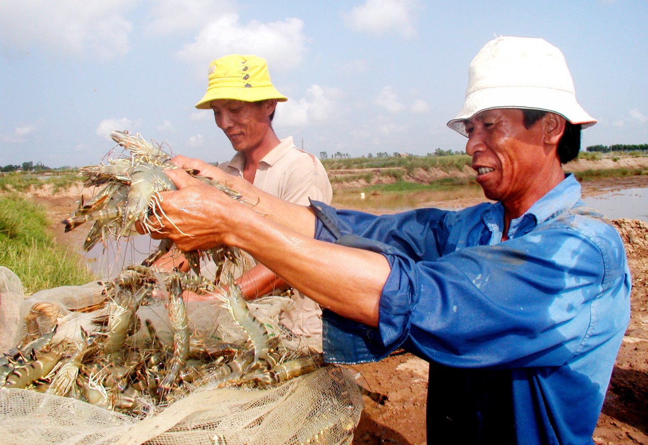 Ngành tôm phấn đấu đạt kim ngạch xuất khẩu trên 4 tỷ USD trong năm 2022 Ngành tôm phấn đấu đạt kim ngạch xuất khẩu trên 4 tỷ USD trong năm 2022