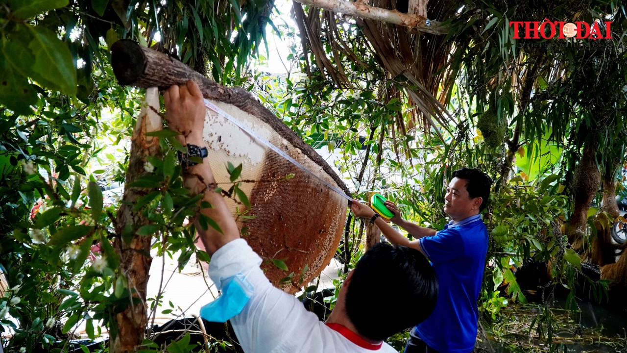 Cà Mau xác lập kỷ lục lẩu mắm và tổ ong lớn nhất Việt Nam Cà Mau xác lập kỷ lục lẩu mắm và tổ ong lớn nhất Việt Nam