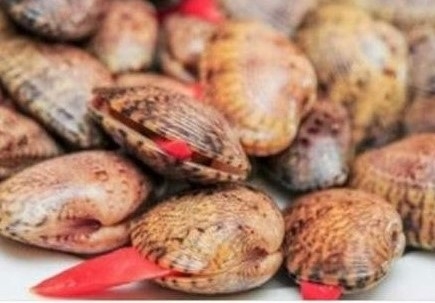 Bác tin đồn ăn sò lụa đỏ chết người trên mạng xã hội ca mau bac tin don an so lua do chet nguoi tren mang xa hoi