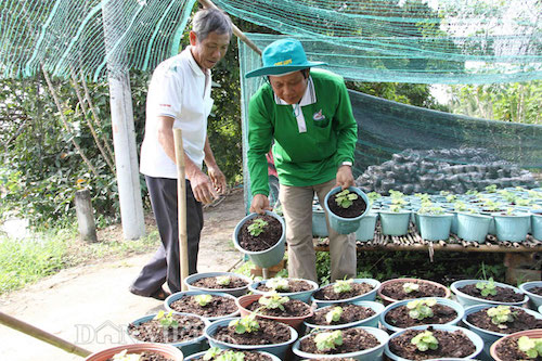 nhieu giong hoa moi la hua hen dat hang dip tet
