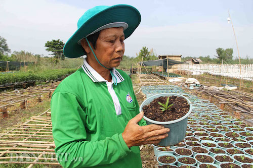 nhieu giong hoa moi la hua hen dat hang dip tet