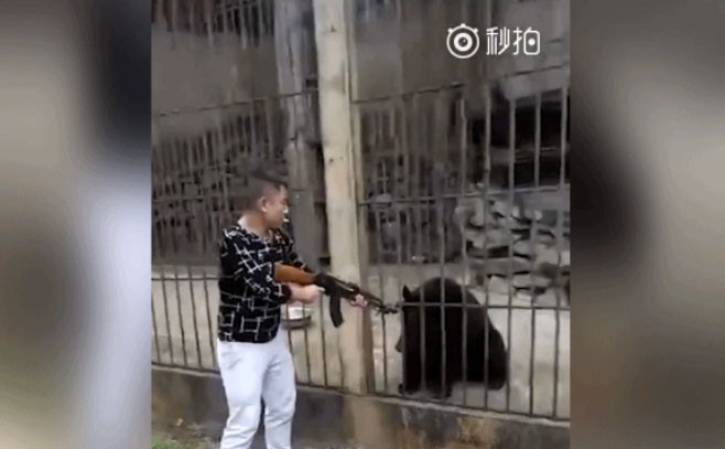 clip tuong noi dua khong ngo nam du khach no sung ak giet chet gau ngua quy hiem
