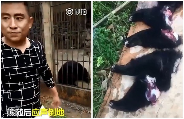 clip tuong noi dua khong ngo nam du khach no sung ak giet chet gau ngua quy hiem
