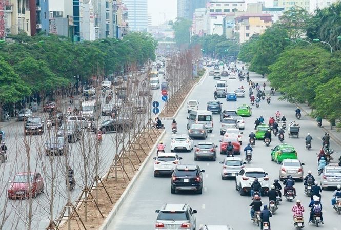 ha noi trong hang tram cay phong la do tren pho