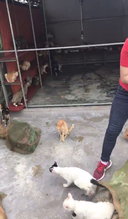 nguoi phu nu chi gan 20 trieu dong cuu 130 chu meo ra khoi lo mo o sai gon