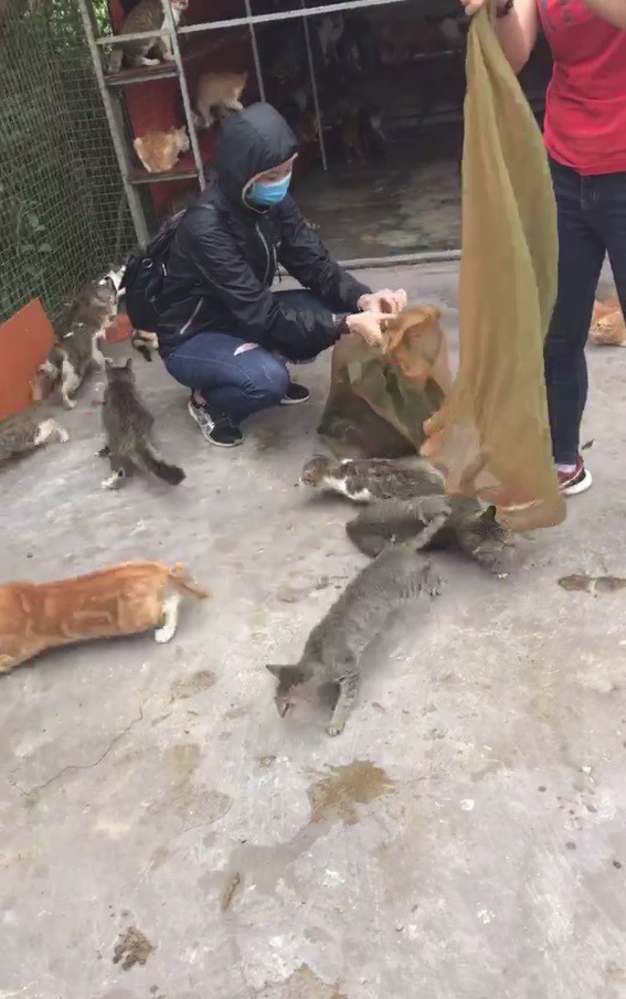 nguoi phu nu chi gan 20 trieu dong cuu 130 chu meo ra khoi lo mo o sai gon