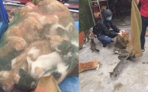 video kho tin canh meo duoi danh cho giai cuu cau chu