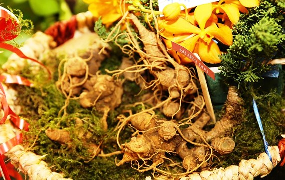 co hoi chiem nguong sam ngoc linh giua long thu do